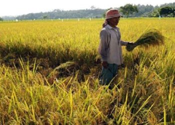 जम्मू-कश्मीर: लैवेंडर फुलों की खेती से आत्मनिर्भर बने हजार परिवार, सैंकड़ों मजदूरों को दे रहे रोजगार