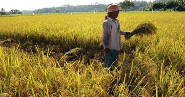 जम्मू-कश्मीर: लैवेंडर फुलों की खेती से आत्मनिर्भर बने हजार परिवार, सैंकड़ों मजदूरों को दे रहे रोजगार