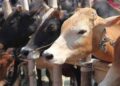 जब गाय का कल्याण होगा, तभी इस देश का कल्याण होगा, इलाहाबाद उच्च न्यायालय ने कहा