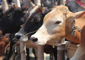जब गाय का कल्याण होगा, तभी इस देश का कल्याण होगा, इलाहाबाद उच्च न्यायालय ने कहा
