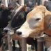 जब गाय का कल्याण होगा, तभी इस देश का कल्याण होगा, इलाहाबाद उच्च न्यायालय ने कहा
