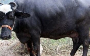 आखिर क्यों भैंसे को माना जाता है प्रेत?, जानिए कुश धारण का कारण