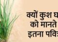 भाद्रपद अमावस्या पर तोड़ी जाती है ये पवित्र घास, शुभ कामों में होता है इसका उपयोग