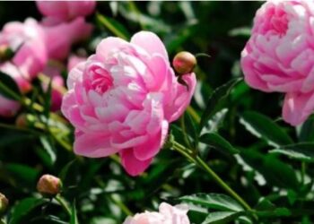 घर में लगा लें इस फूल का पौधा हो जाएगा चट मंगनी पट ब्याह