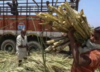 गन्ना किसानों के लिए अच्छी खबर, सरकार ने 305 रुपये प्रति क्विंटल तय किया गन्ने का भाव