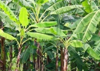 घर में केले का पेड़ होना कैसा माना जाता है?