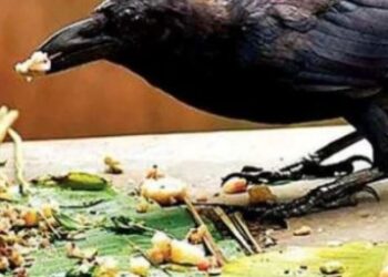 आखिर कौओं को क्यों माना जाता है पितर?