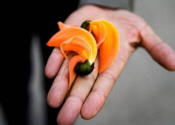 घर में पैसों के स्थान पर रख दीजिए ये फूल, कभी नहीं होगी धन की कमी