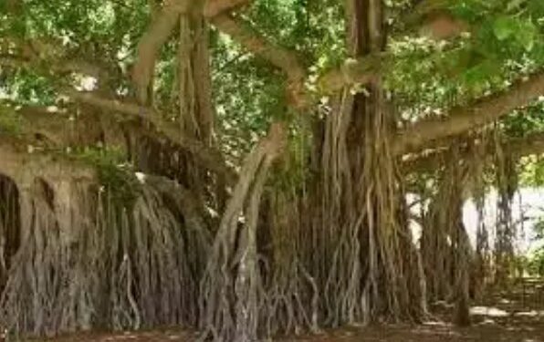 हिंदू धर्म: बरगद के पेड़ के फायदे, औषधीय गुण, लाभ और नुकसान