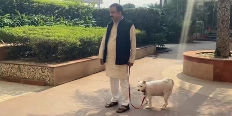नोएडा में डॉग पॉलिसी लागू: कुत्ता पालने पर हर साल देने होंगे 500 रुपये, रजिस्ट्रेशन जरूरी