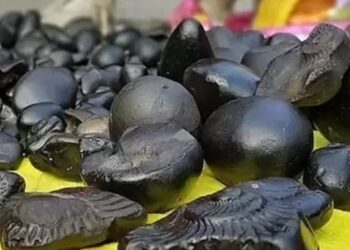 अयोध्या में शालिग्राम में लगेगी भगवान राम की मूर्ति, श्री हरि का है महत्व, जानिए 5 रोचक तथ्य