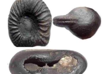 कौन है शालिग्राम और इसे घर के मंदिर में रखने से क्या होगा?