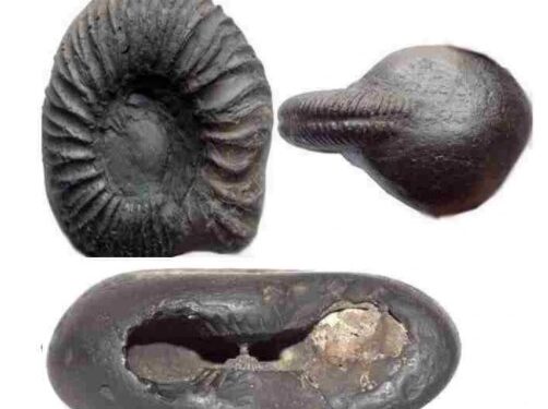 कौन है शालिग्राम और इसे घर के मंदिर में रखने से क्या होगा?