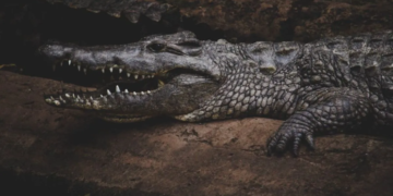 Pilibhit Forest Dept Alert: पीलीभीत में मगरमच्छ का खौफ, नदी किनारे खेत में किशोर पर हमला, ग्रामीणों ने की Rescue Operation की मांग