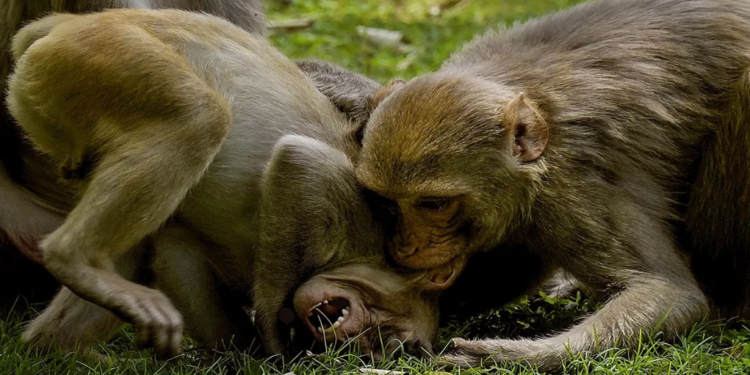 Farah क्षेत्र में बंदरों का आतंक, छत से गिरने के कारण Amar Singh उर्फ Bholu ने तोड़ा दम