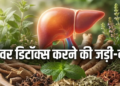 खराब लाइफस्टाइल और खानपान से सुस्त पड़े लिवर को डिटॉक्स करने के अचूक आयुर्वेदिक उपाय, जानिए मई का महीना क्यों है इसके लिए सबसे खास