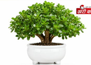 वास्तु शास्त्र में क्रासुला प्लांट (Crassula Plant): सुख-समृद्धि और धन आगमन की सही दिशा