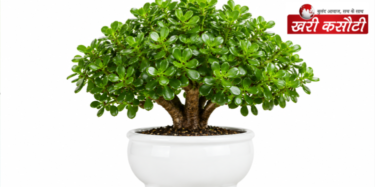 वास्तु शास्त्र में क्रासुला प्लांट (Crassula Plant): सुख-समृद्धि और धन आगमन की सही दिशा
