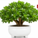 वास्तु शास्त्र में क्रासुला प्लांट (Crassula Plant): सुख-समृद्धि और धन आगमन की सही दिशा