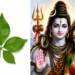 अत्यंत दुर्लभ पंचमुखी बेलपत्र: महत्व, शुभ संकेत और मिलने पर क्या करें