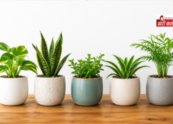 गार्डनिंग वास्तु टिप्स (Gardening Vastu Tips): घर में पौधे लगाने के सही नियम और ग्रहों से उनका संबंध