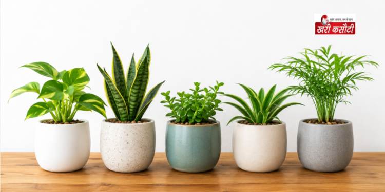 गार्डनिंग वास्तु टिप्स (Gardening Vastu Tips): घर में पौधे लगाने के सही नियम और ग्रहों से उनका संबंध