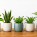 गार्डनिंग वास्तु टिप्स (Gardening Vastu Tips): घर में पौधे लगाने के सही नियम और ग्रहों से उनका संबंध