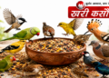 भीषण गर्मी में पक्षियों को दाना-पानी देने के अचूक नियम और ज्योतिषीय लाभ: भूलकर भी न करें ये गलतियां