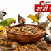 भीषण गर्मी में पक्षियों को दाना-पानी देने के अचूक नियम और ज्योतिषीय लाभ: भूलकर भी न करें ये गलतियां