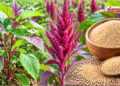राजगिरा (Amaranth): केवल उपवास का अनाज नहीं, बल्कि भविष्य का बेहतरीन ‘सुपरफूड’