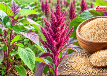 राजगिरा (Amaranth): केवल उपवास का अनाज नहीं, बल्कि भविष्य का बेहतरीन ‘सुपरफूड’