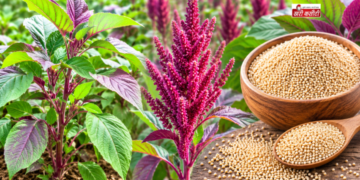 राजगिरा (Amaranth): केवल उपवास का अनाज नहीं, बल्कि भविष्य का बेहतरीन ‘सुपरफूड’