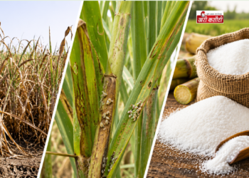 Maharashtra और Karnataka में फसल खराब होने से Sugar Market में मची खलबली