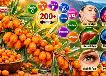 सी बकथॉर्न में 200 से ज्यादा पोषक तत्व, जानें त्वचा, हृदय, लिवर और दिमाग की सेहत के लिए इसके फायदे