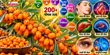 सी बकथॉर्न में 200 से ज्यादा पोषक तत्व, जानें त्वचा, हृदय, लिवर और दिमाग की सेहत के लिए इसके फायदे