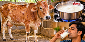 लंपी बीमारी से पीड़ित गाय का दूध पीना चाहिए या नहीं? जानें कितनी देर उबालना जरूरी और क्या बरतें सावधानी